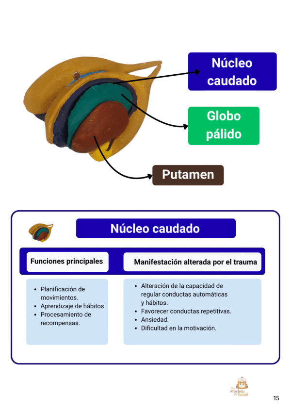 Así responde el cerebro al trauma - Imagen 8