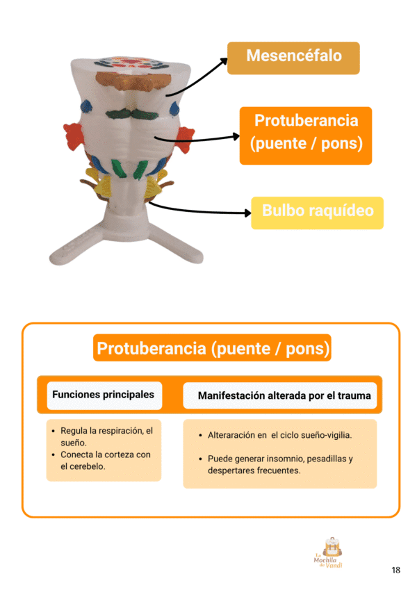 Así responde el cerebro al trauma - Imagen 6