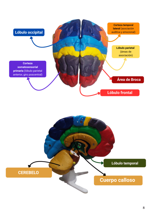 Así responde el cerebro al trauma - Imagen 4
